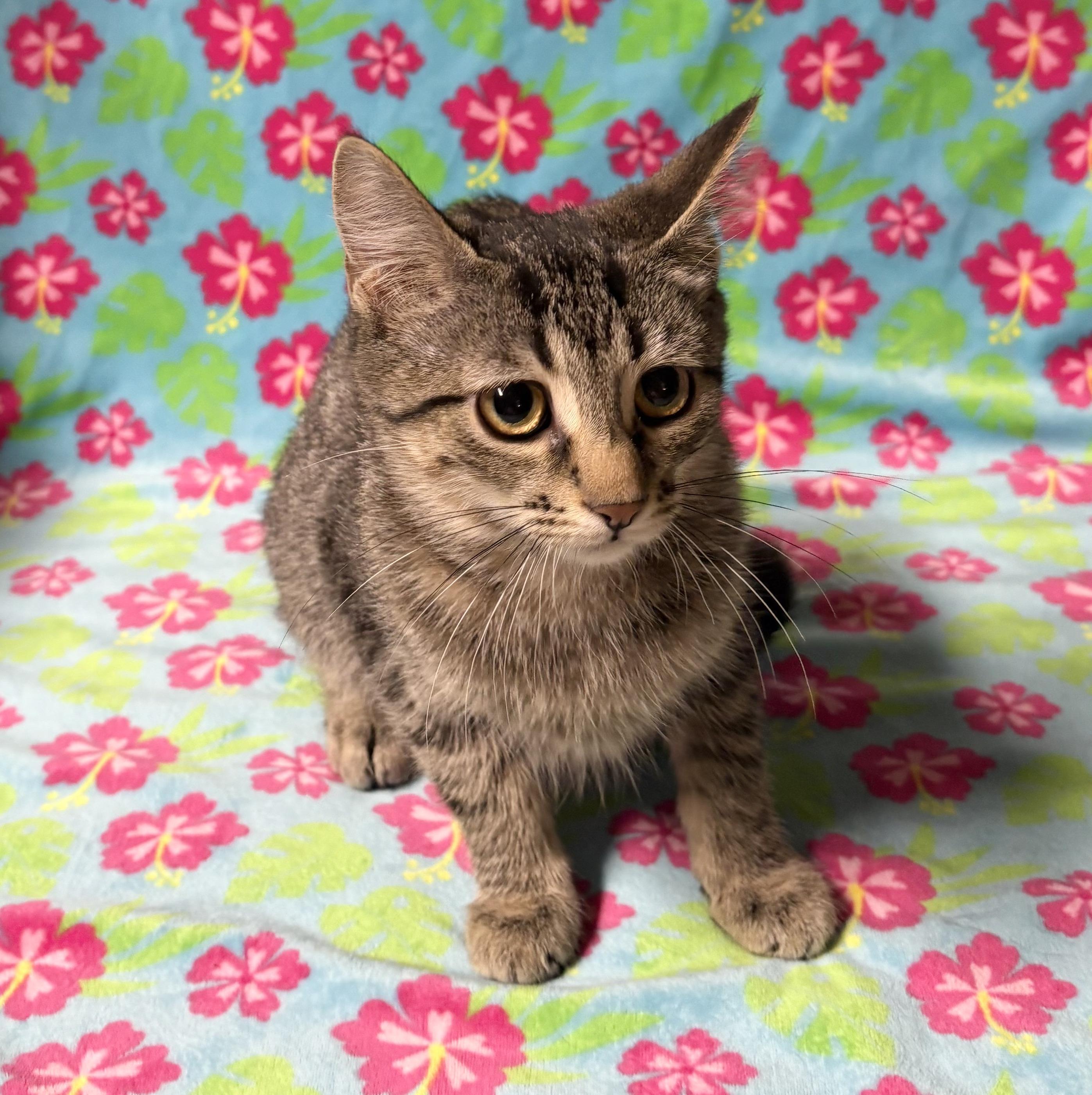 Enlarge KENZIE, a Adoptable Domestic Short Hair in Tillsonburg, ON image 5/6