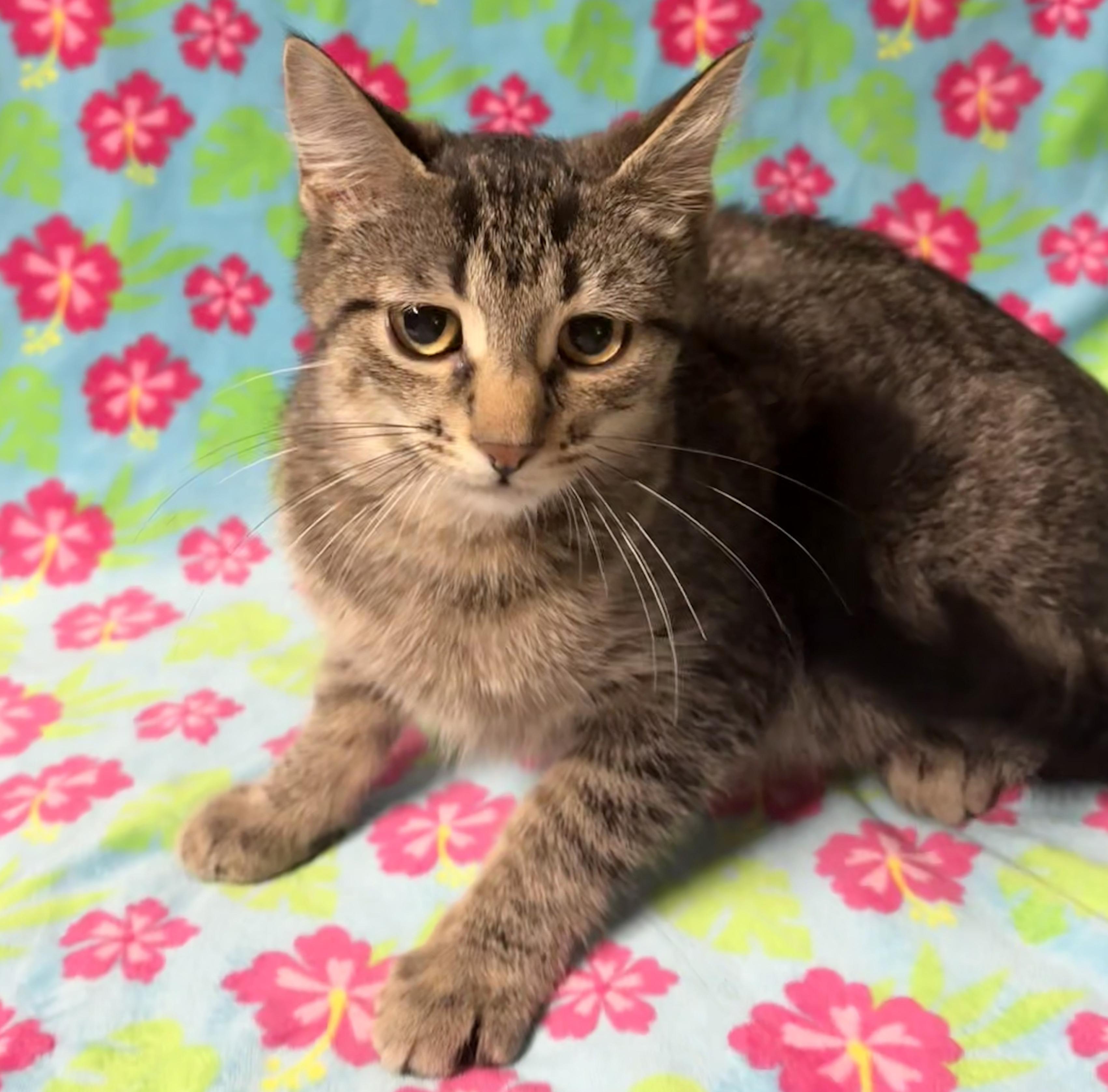 Enlarge KENZIE, a Adoptable Domestic Short Hair in Tillsonburg, ON image 4/6