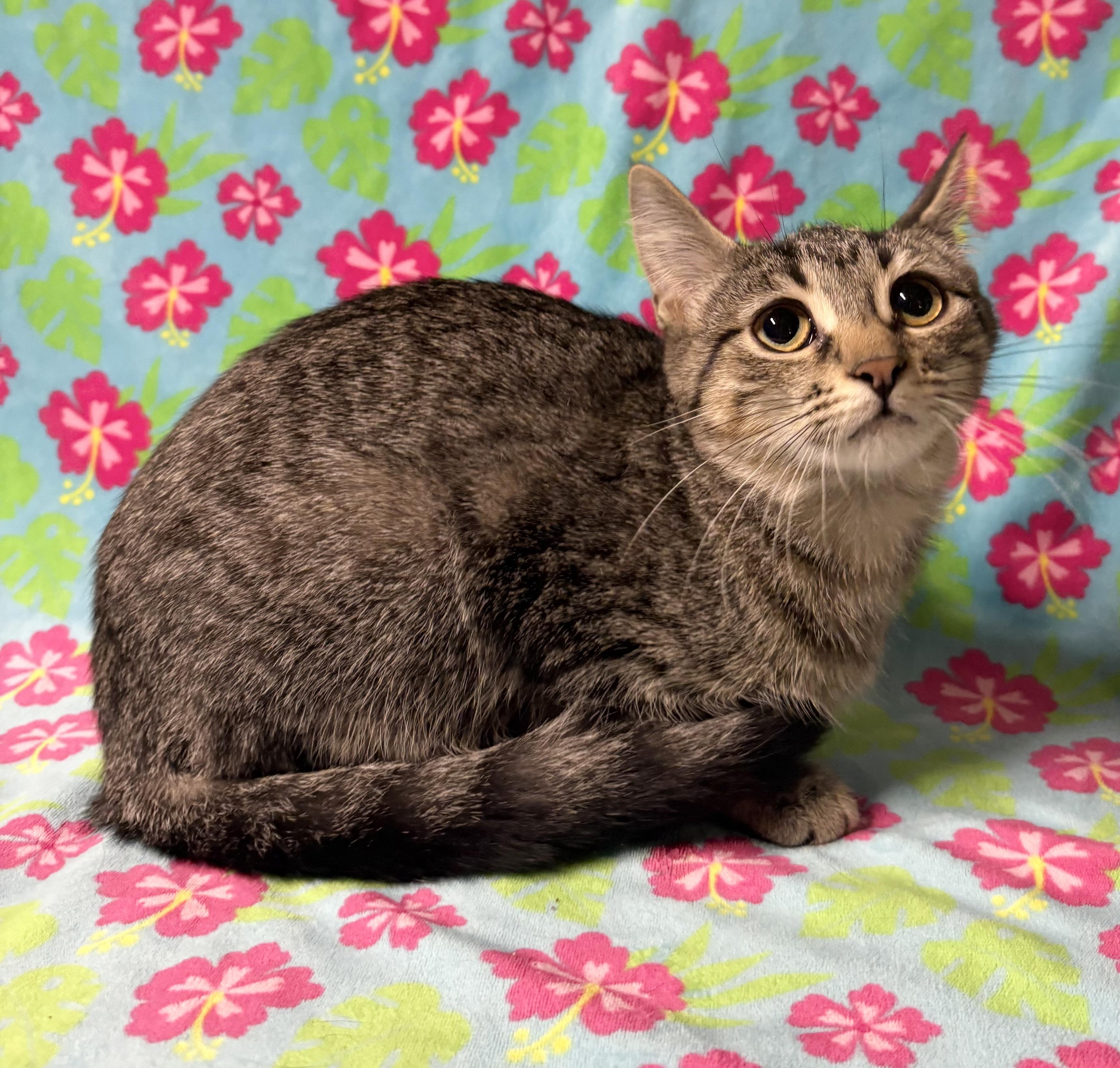 Enlarge KENZIE, a Adoptable Domestic Short Hair in Tillsonburg, ON image 1/6