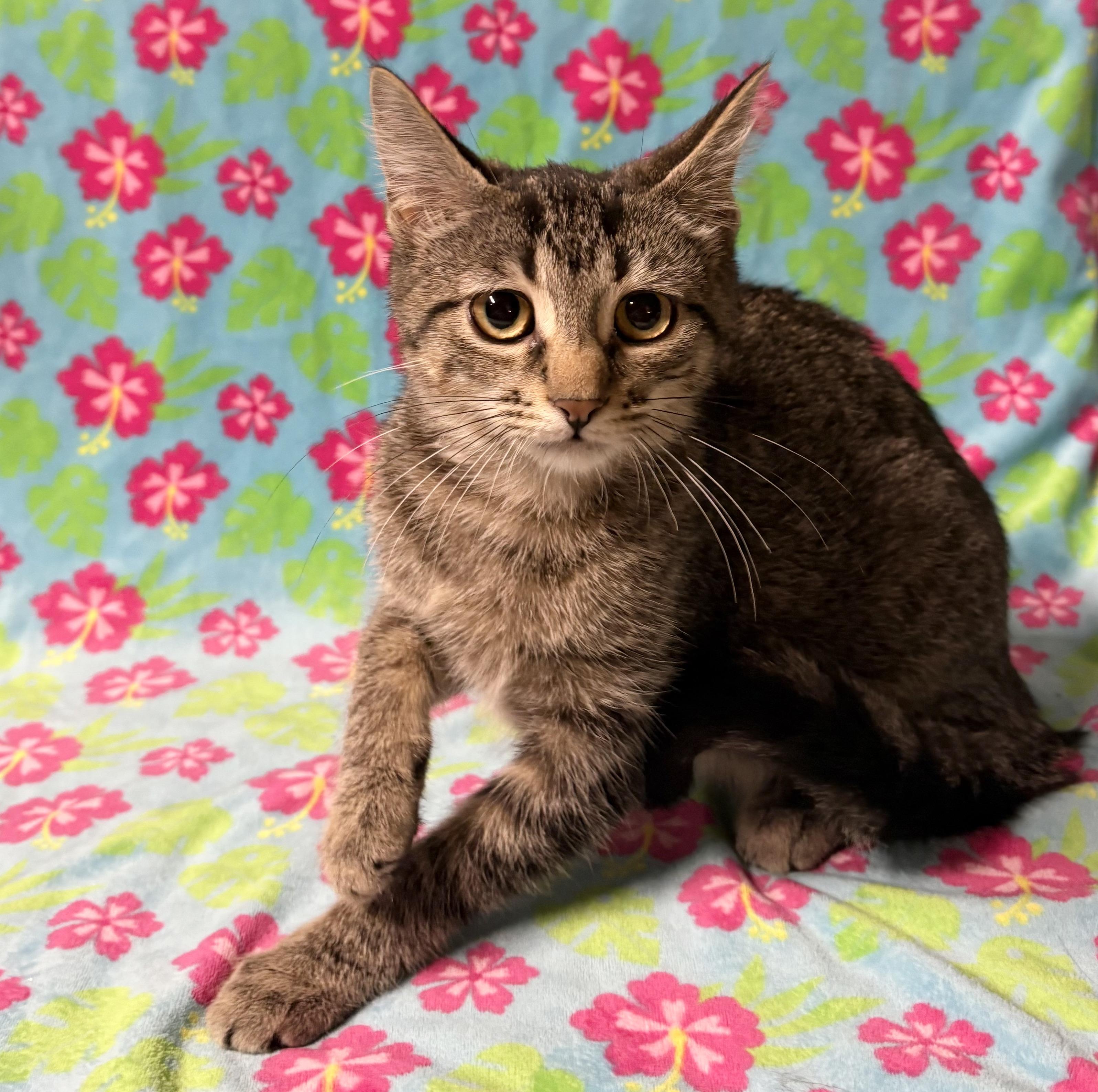 Enlarge KENZIE, a Adoptable Domestic Short Hair in Tillsonburg, ON image 6/6