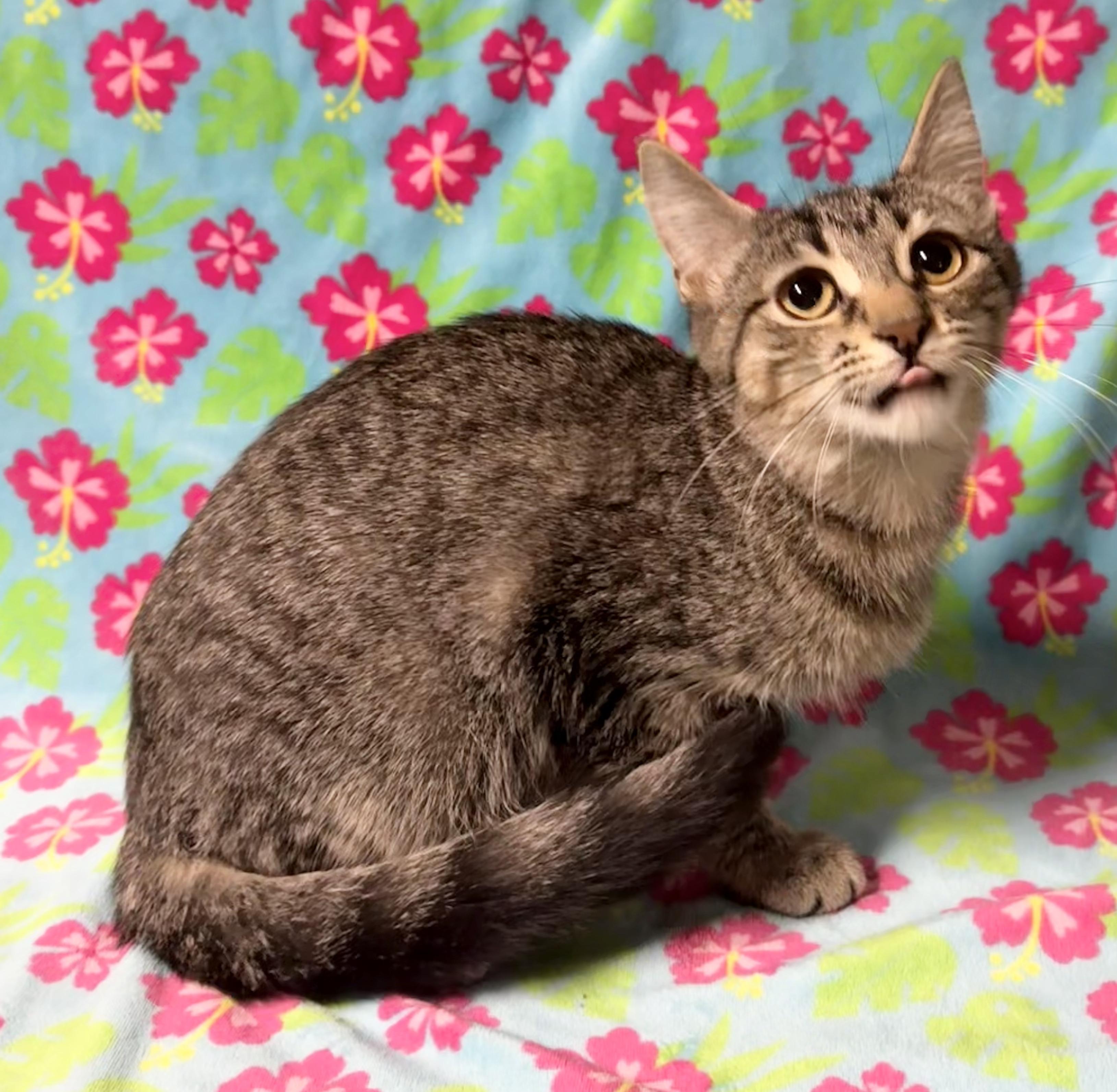 Enlarge KENZIE, a Adoptable Domestic Short Hair in Tillsonburg, ON image 2/6