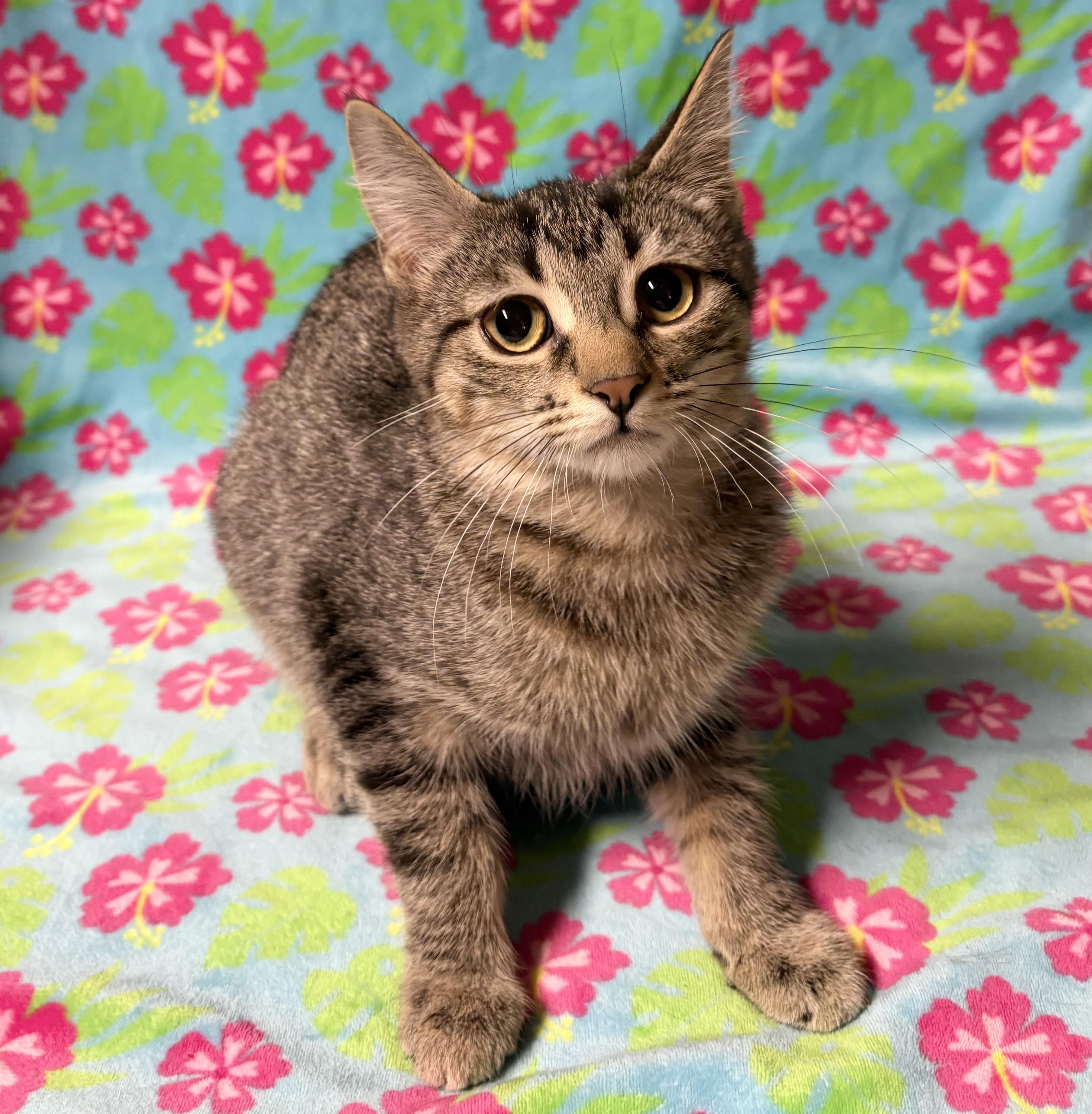 Enlarge KENZIE, a Adoptable Domestic Short Hair in Tillsonburg, ON image 3/6