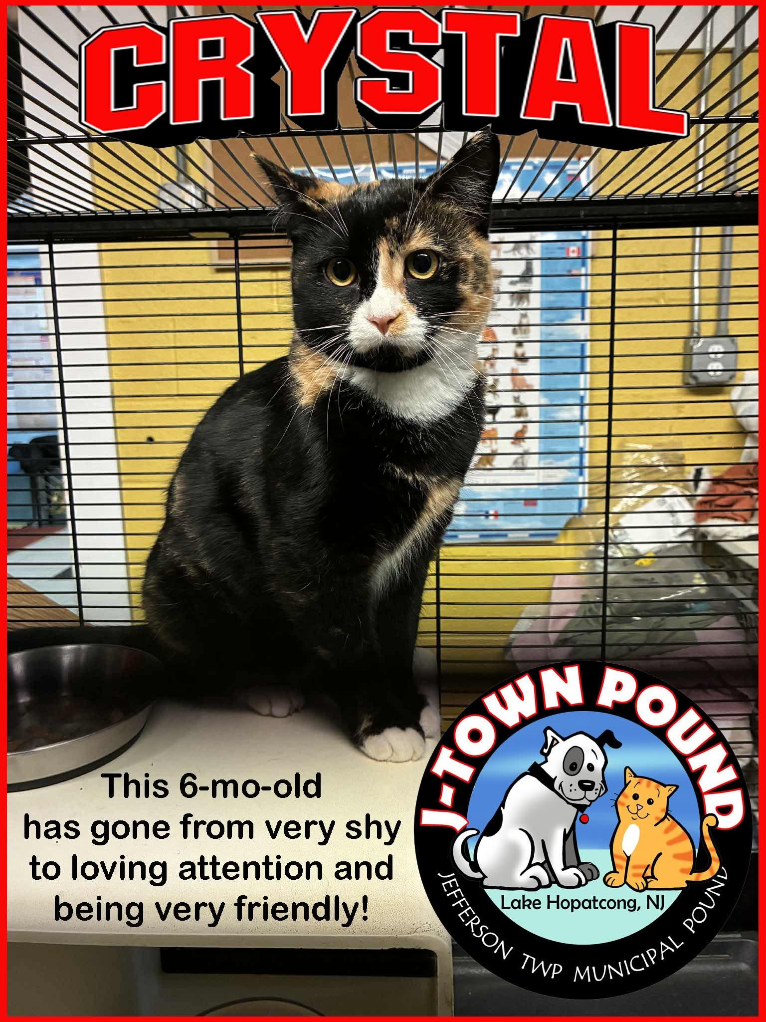 Enlarge Crystal - Friends with Siren!, a Adoptable Domestic Short Hair in Lake Hopatcong, NJ image 1/2