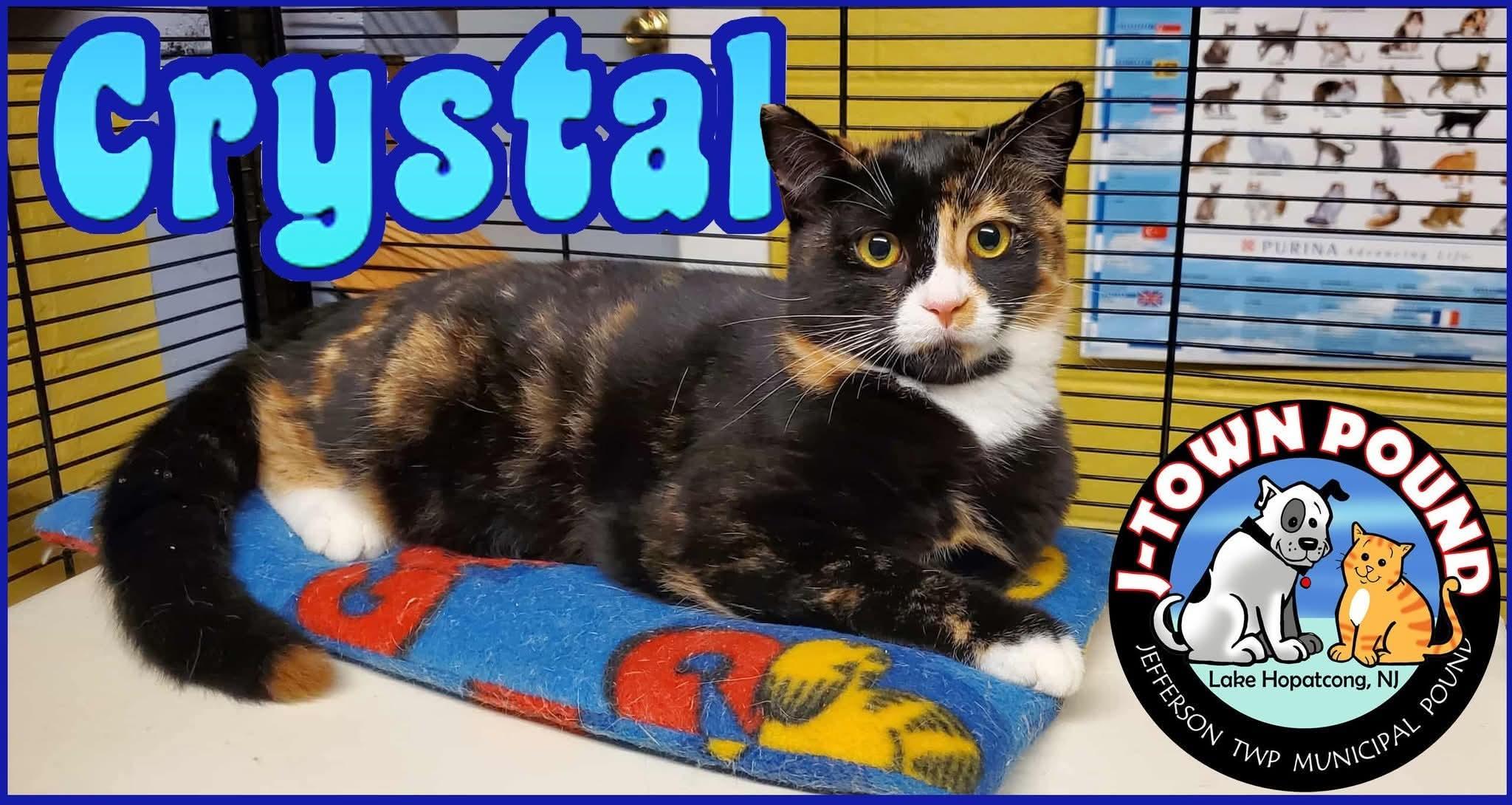 Enlarge Crystal - Friends with Siren!, a Adoptable Domestic Short Hair in Lake Hopatcong, NJ image 2/2
