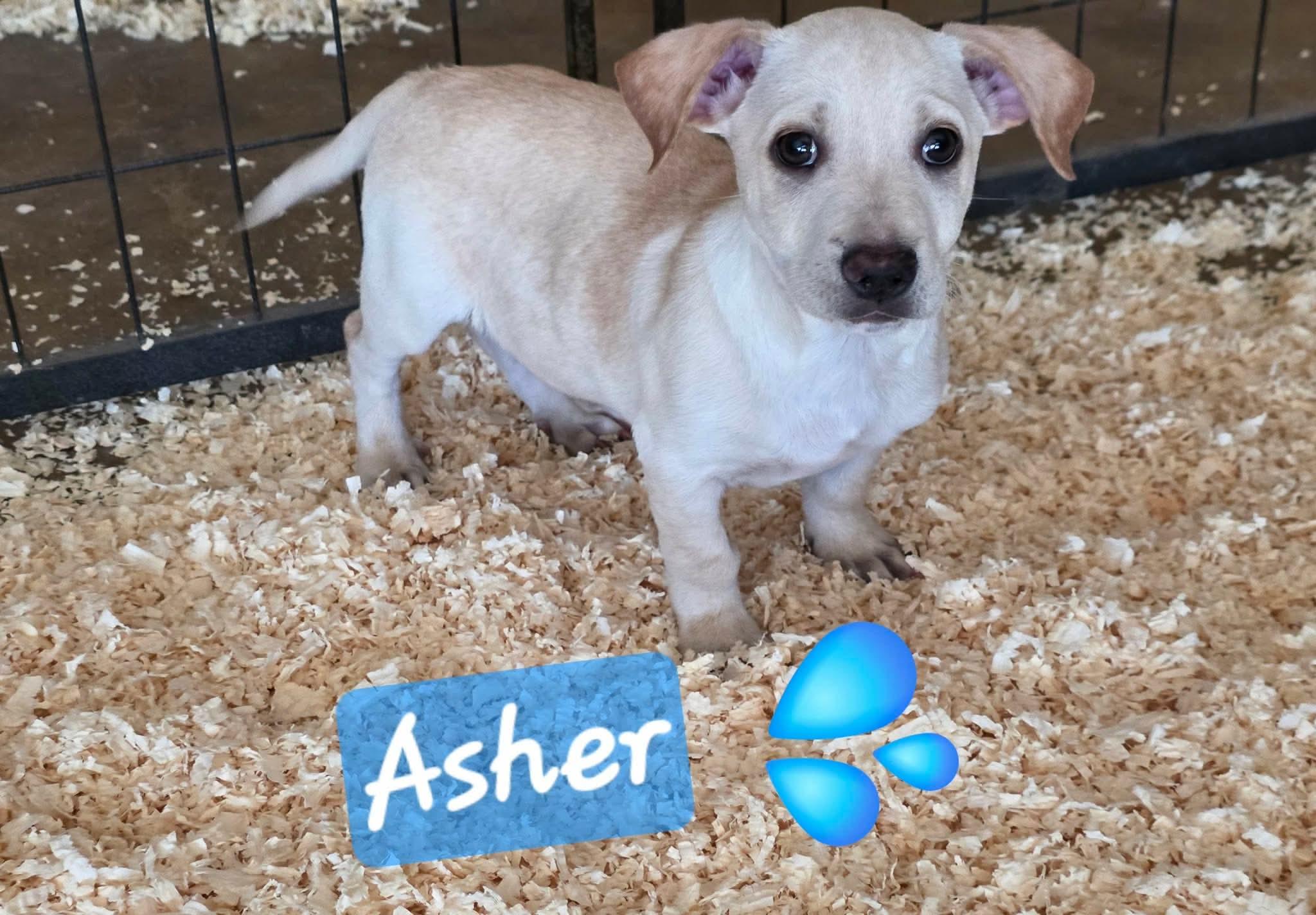 Enlarge Asher, an adopted mixed breed in Longmont, CO image 1/1