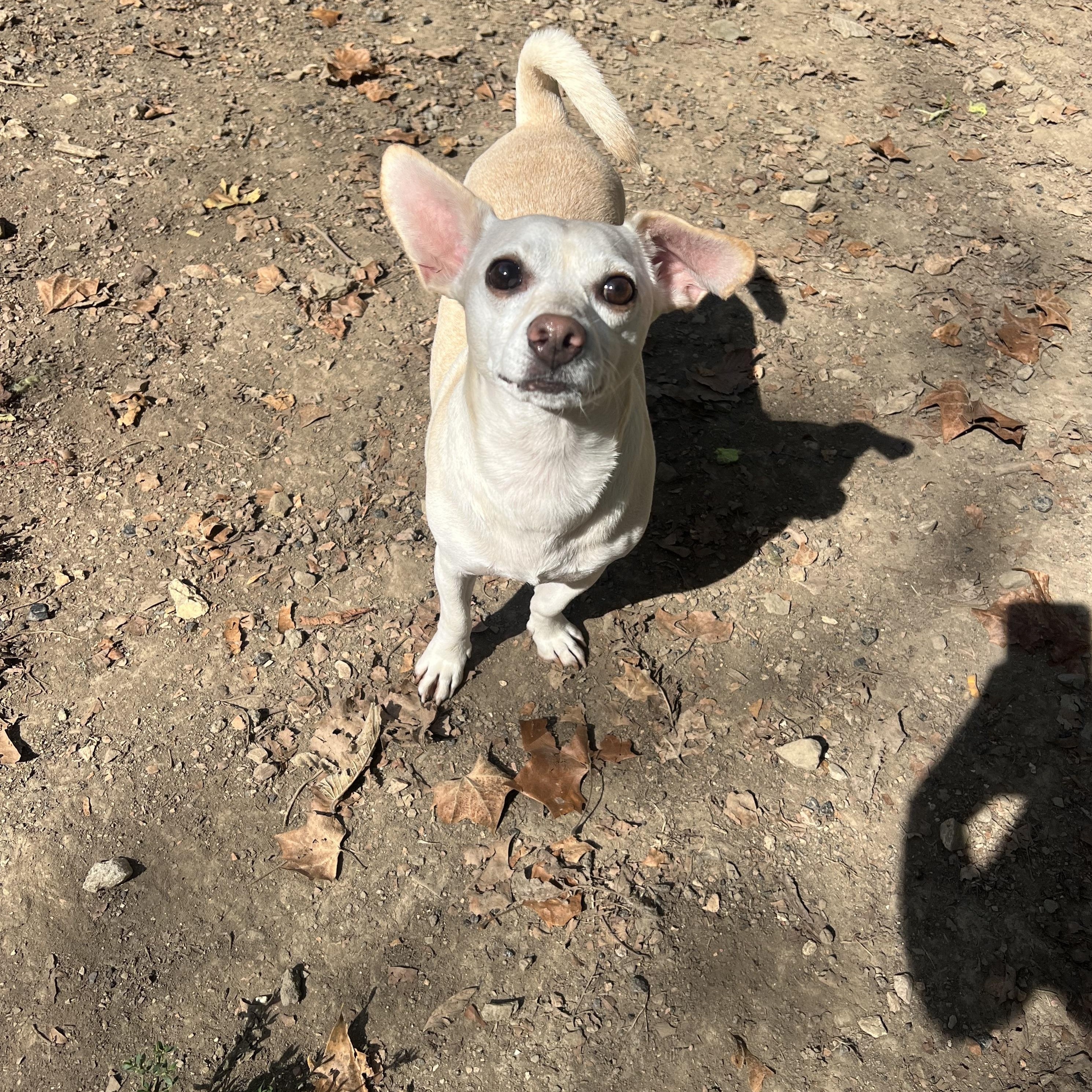 Enlarge Rubble, an adopted Chiweenie in North Huntingdon, PA image 3/4