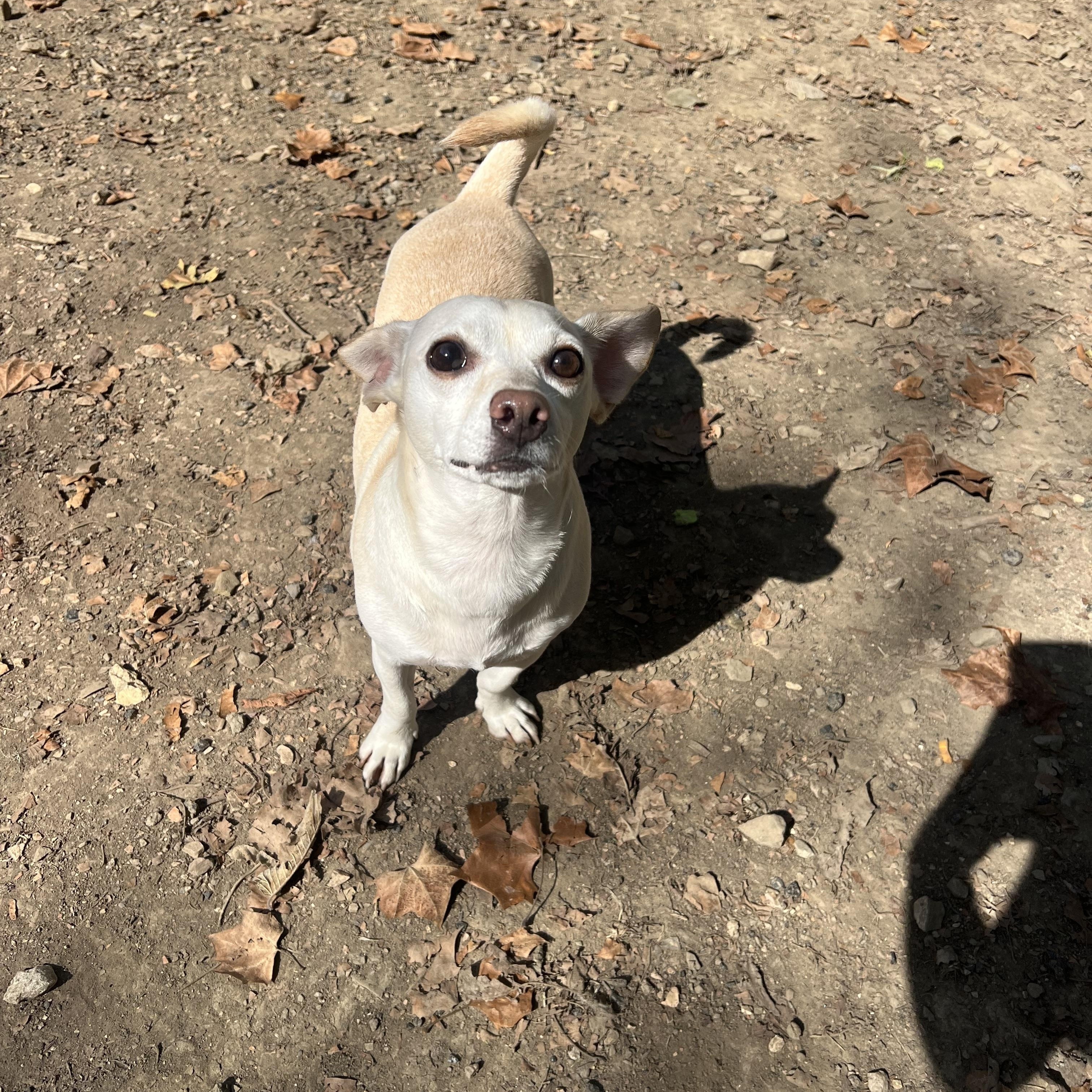 Rubble, adopted, Adult Male Chiweenie.