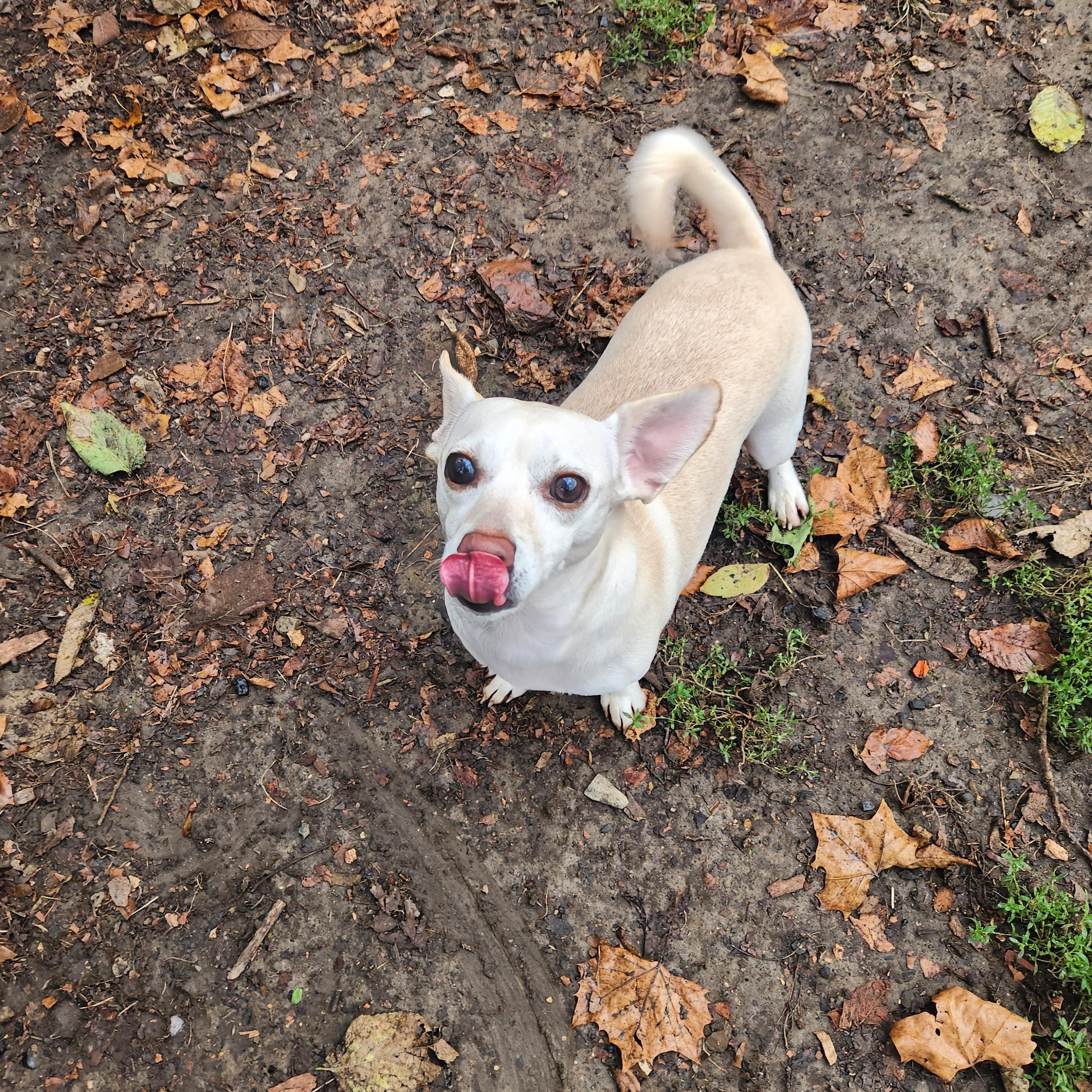 Rubble, adopted, Adult Male Chiweenie.
