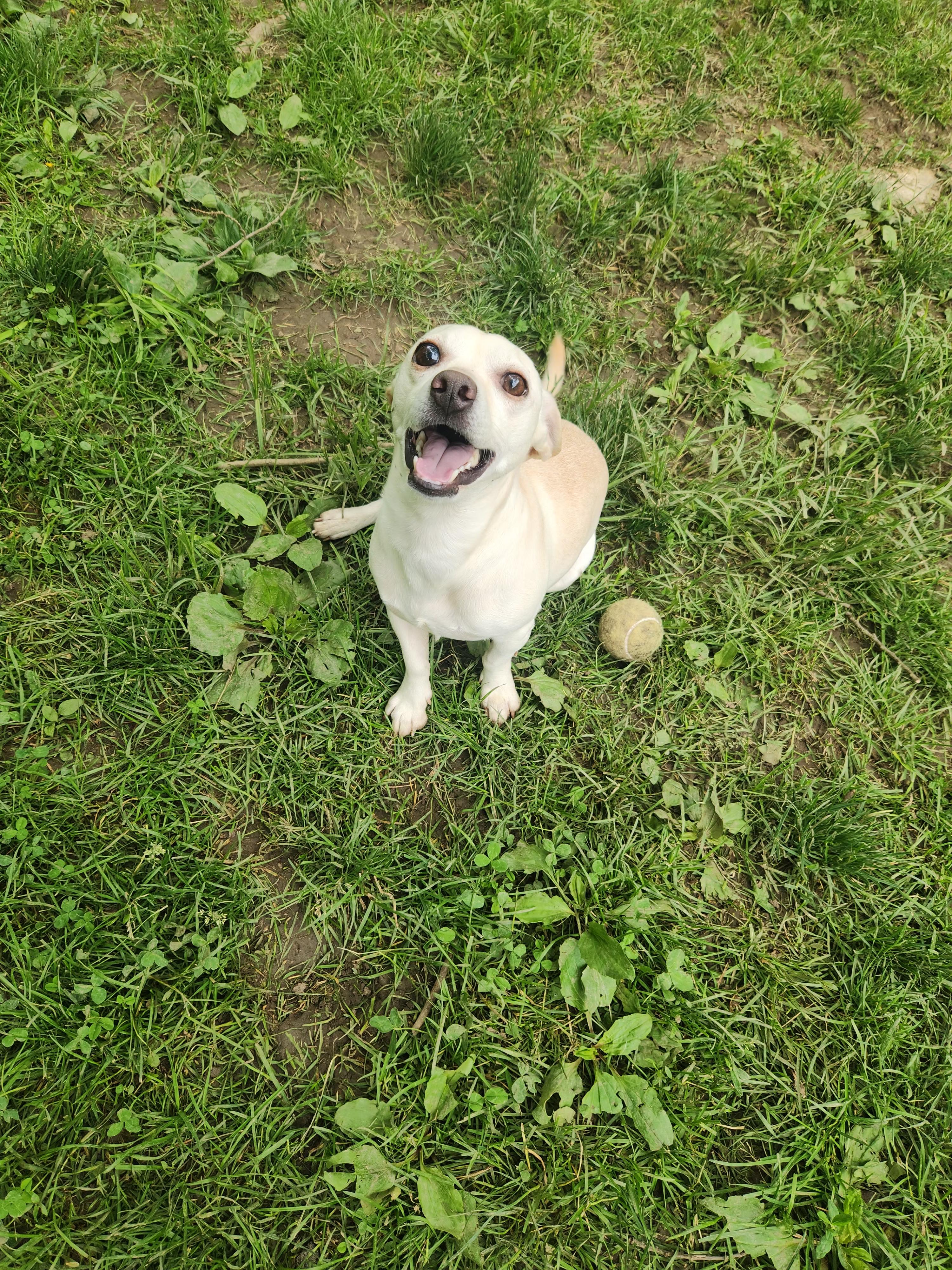 Enlarge Rubble, an adopted Chiweenie in North Huntingdon, PA image 4/4