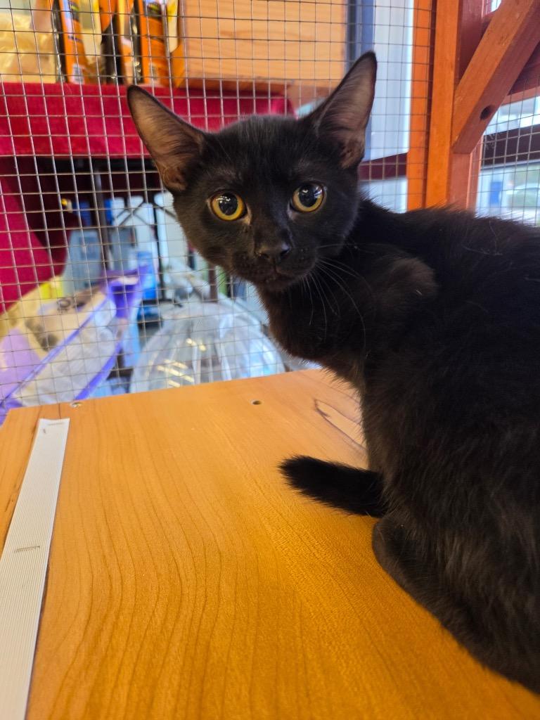 Dashi, Adoptable, Kitten Male Domestic Short Hair.