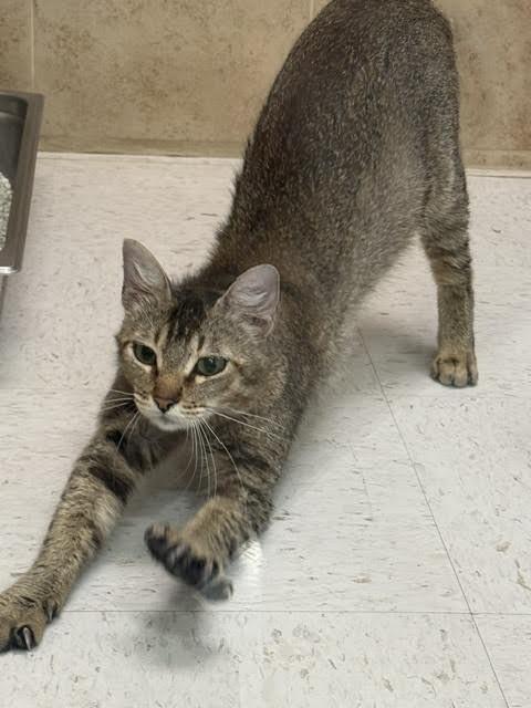 Delta, Adoptable, Adult Female Domestic Short Hair.