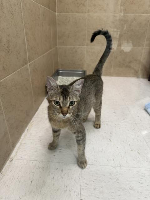 Enlarge Delta, a Adoptable Domestic Short Hair in Hobbs, NM image 2/4