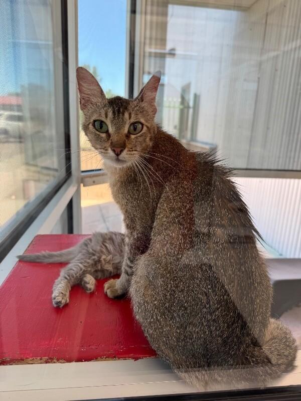 Enlarge Delta, a Adoptable Domestic Short Hair in Hobbs, NM image 4/4