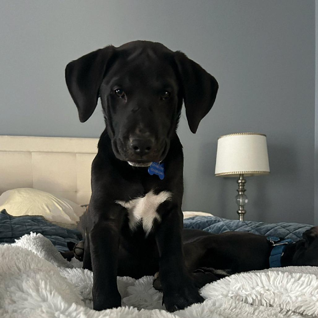 Flacco, Adoptable, Puppy Male Labrador Retriever & Mixed Breed.