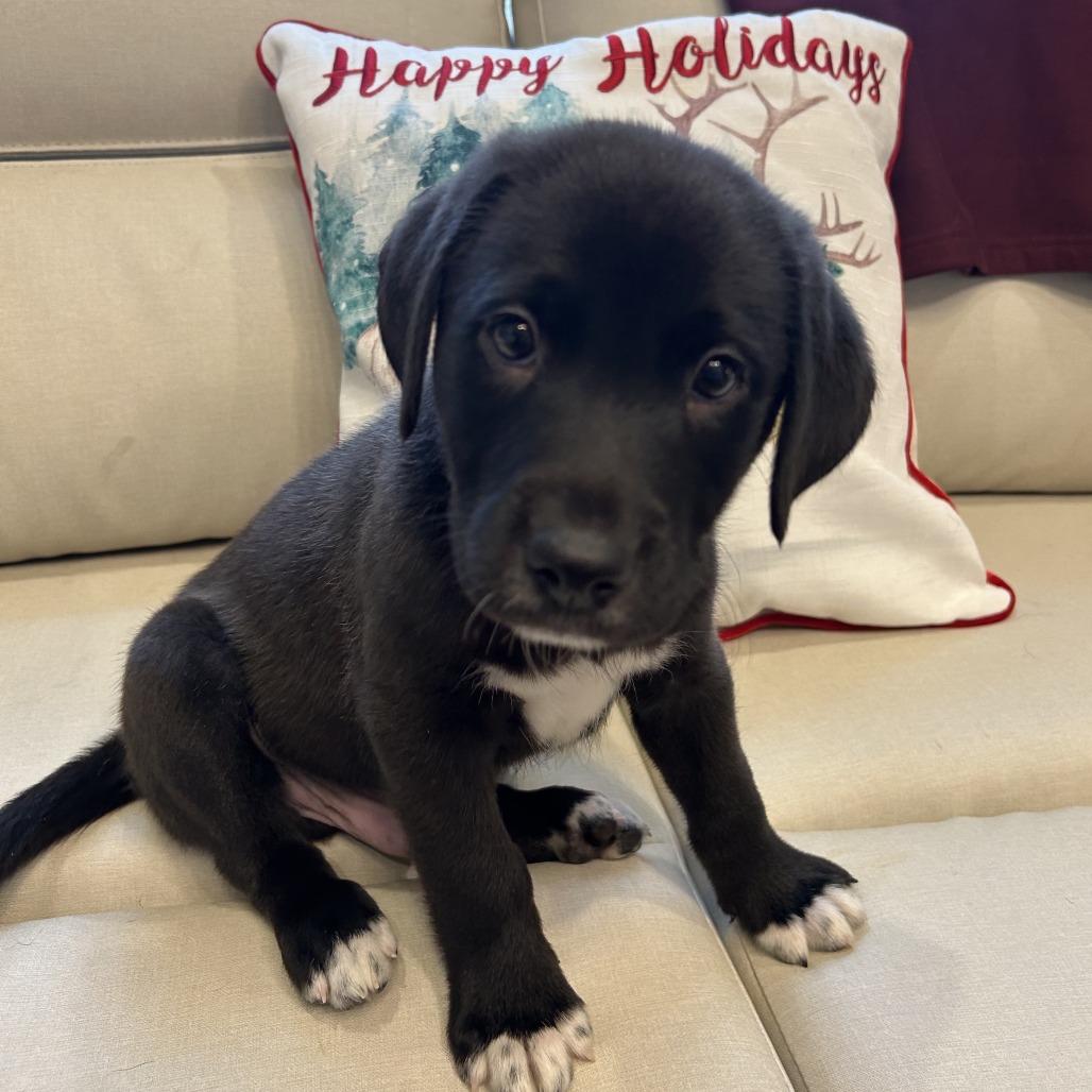 Flacco, Adoptable, Puppy Male Labrador Retriever & Mixed Breed.