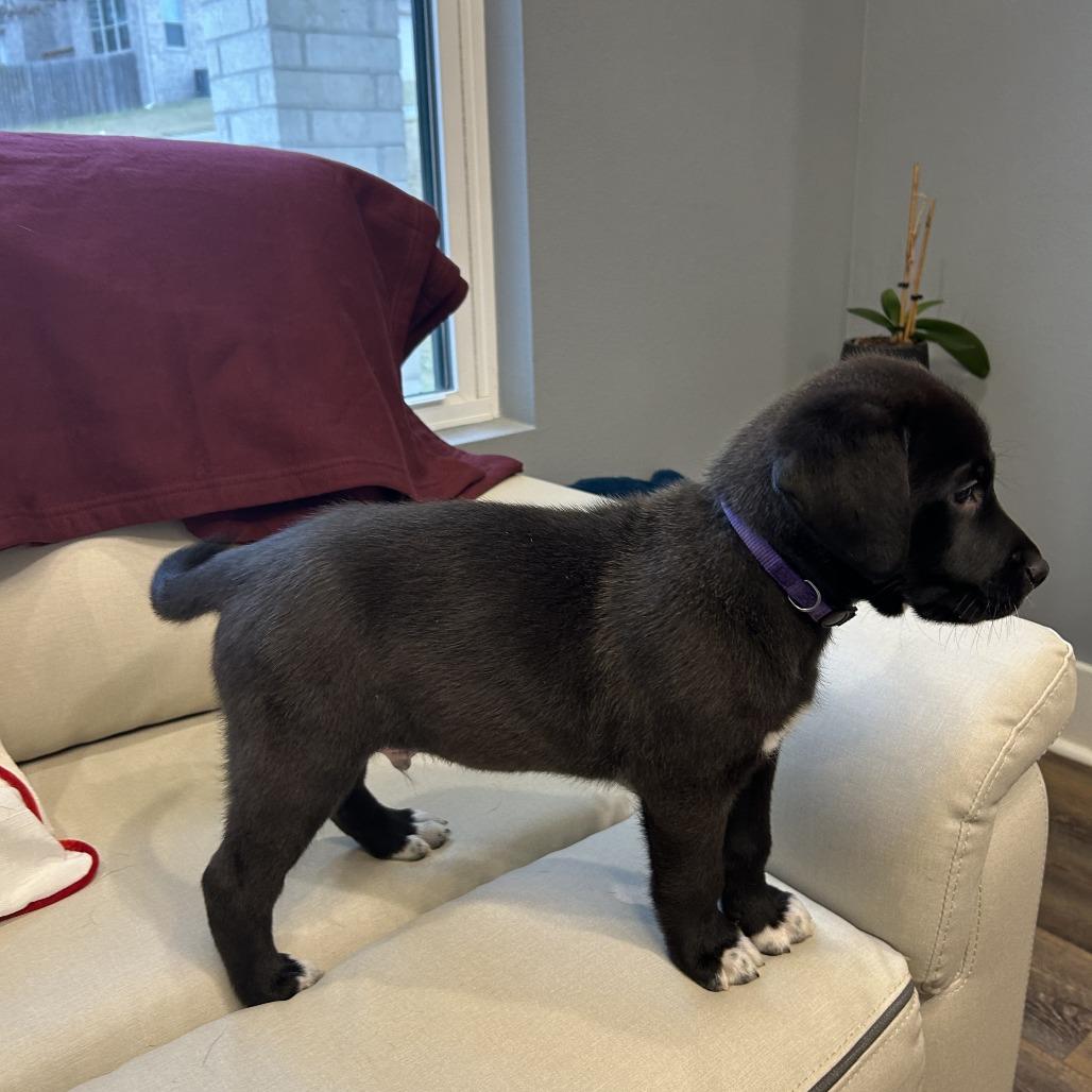 Enlarge Flacco, a Adoptable mixed breed in Little Rock, AR image 2/2