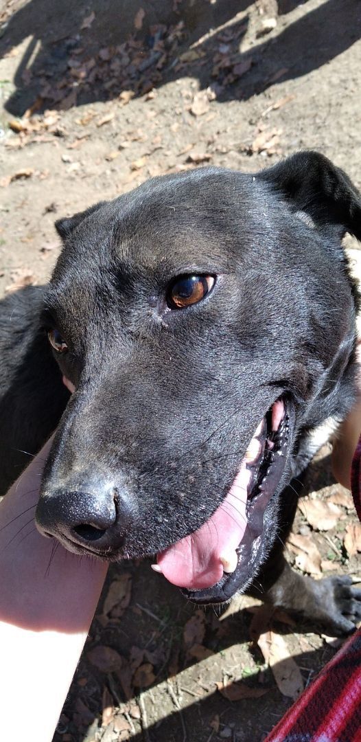 Enlarge Ryder , a Adoptable mixed breed in Linton, IN image 1/1