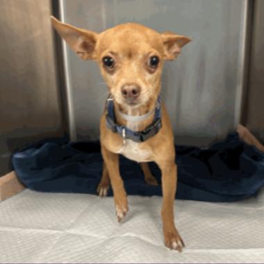 Thor, Adoptable, Adult Male Chihuahua.