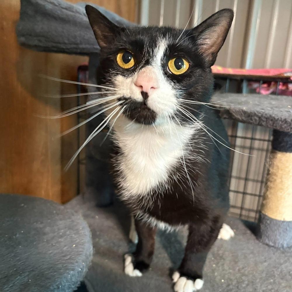 Fisher, a Adoptable Domestic Short Hair in New Woodstock, NY image 1/3
