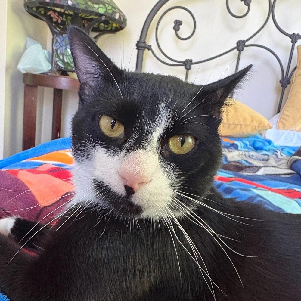 Fisher, a Adoptable Domestic Short Hair in New Woodstock, NY image 2/3