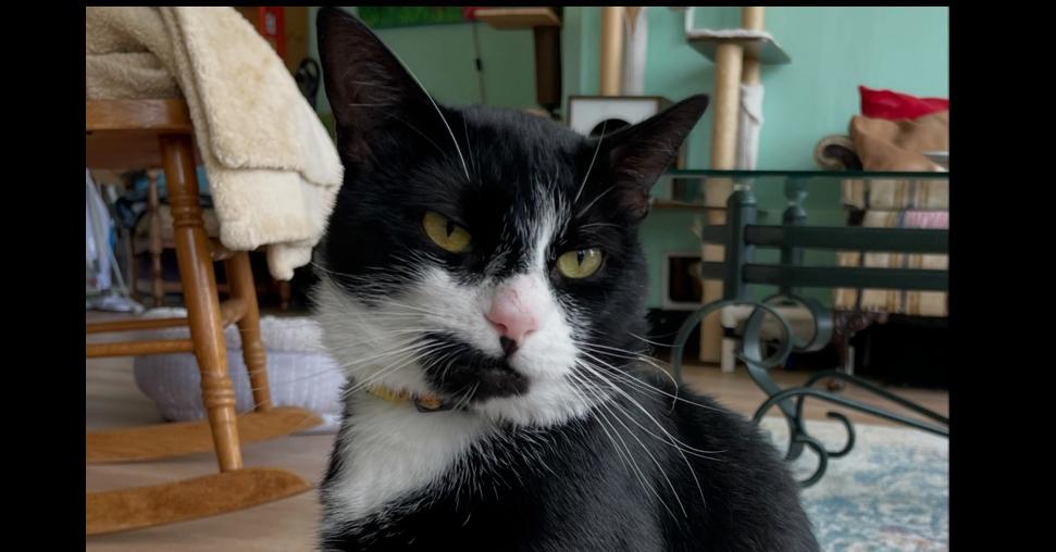 Enlarge Fisher, a Adoptable Domestic Short Hair in New Woodstock, NY image 3/4