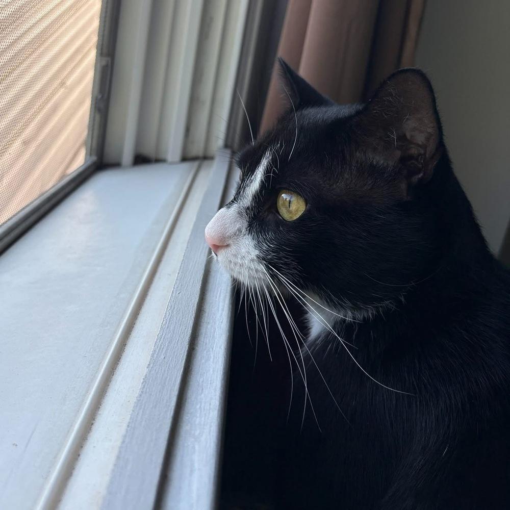 Fisher, a Adoptable Domestic Short Hair in New Woodstock, NY image 3/3