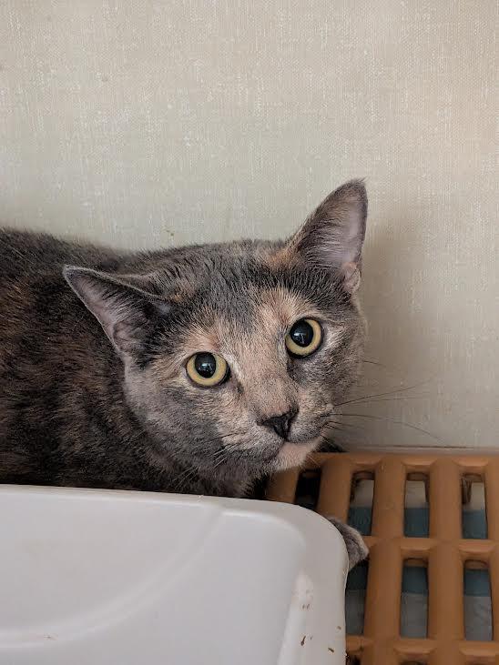 Enlarge Stormie, an adopted Domestic Short Hair in Blue Earth, MN image 1/1