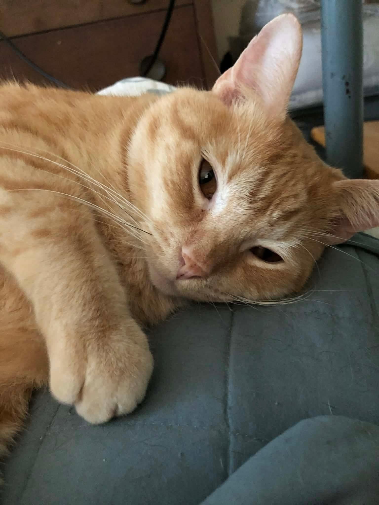 Enlarge Charlie, a Adoptable Domestic Short Hair in Quincy, OH image 1/4