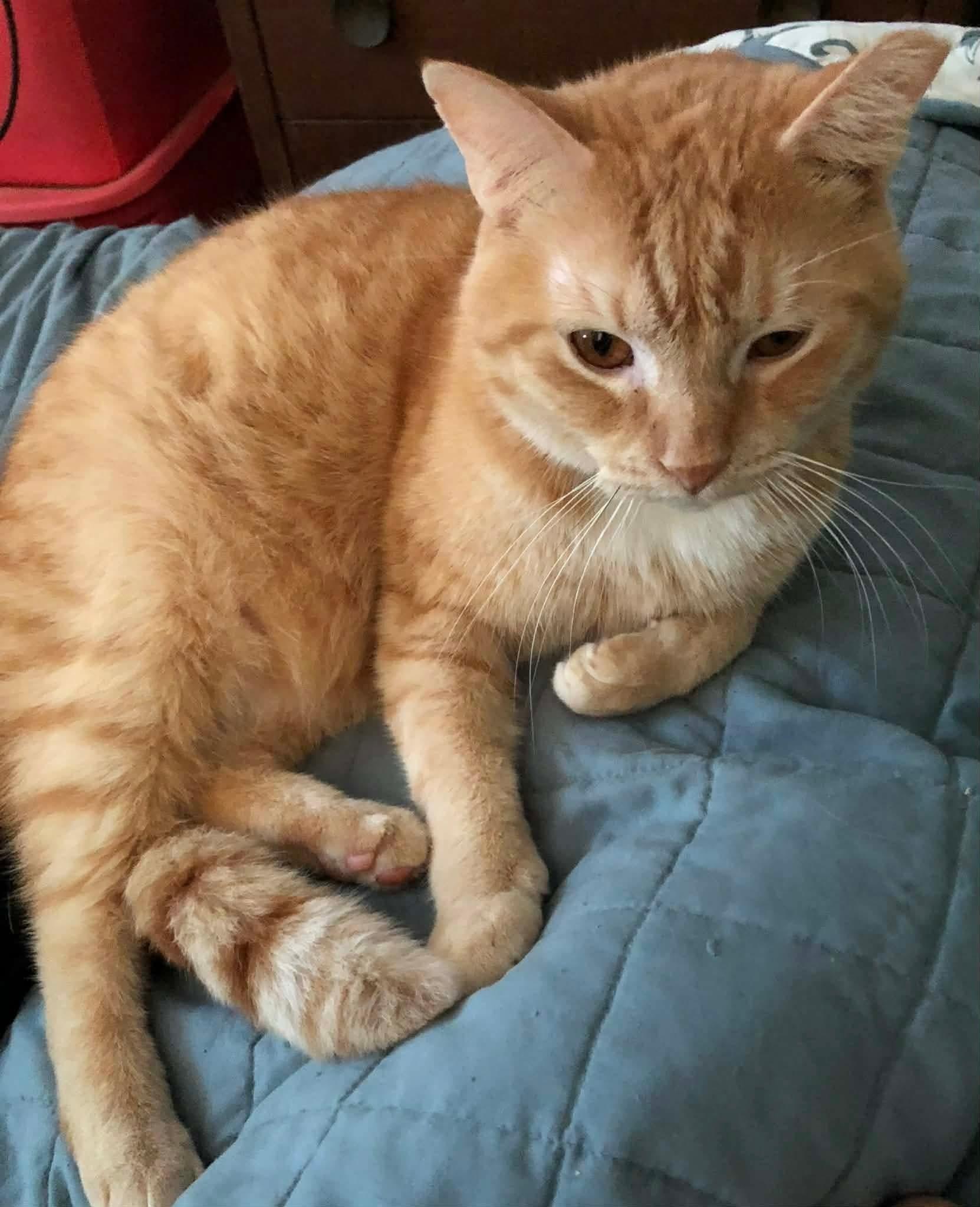 Enlarge Charlie, a Adoptable Domestic Short Hair in Quincy, OH image 4/4