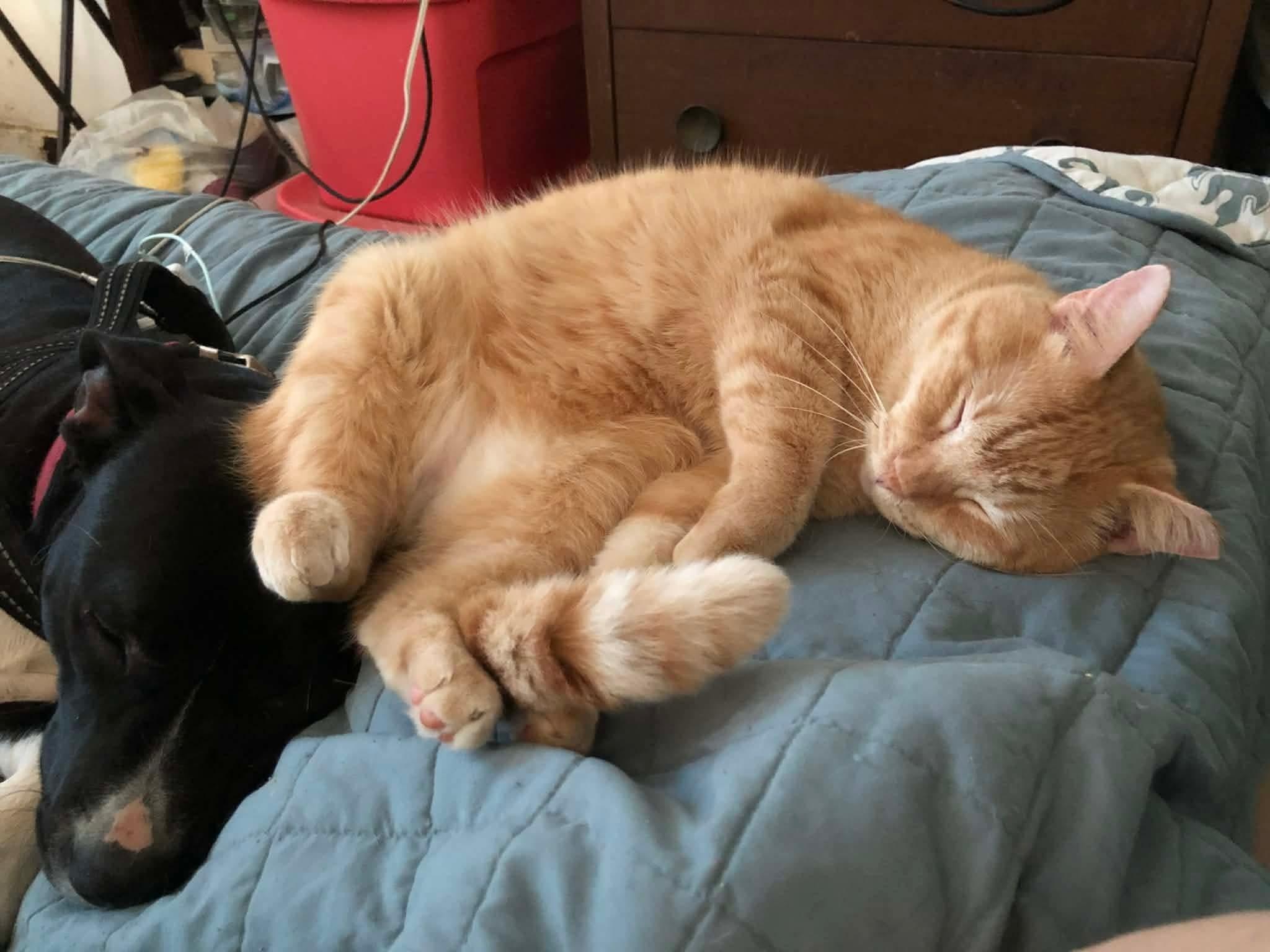 Enlarge Charlie, a Adoptable Domestic Short Hair in Quincy, OH image 2/4