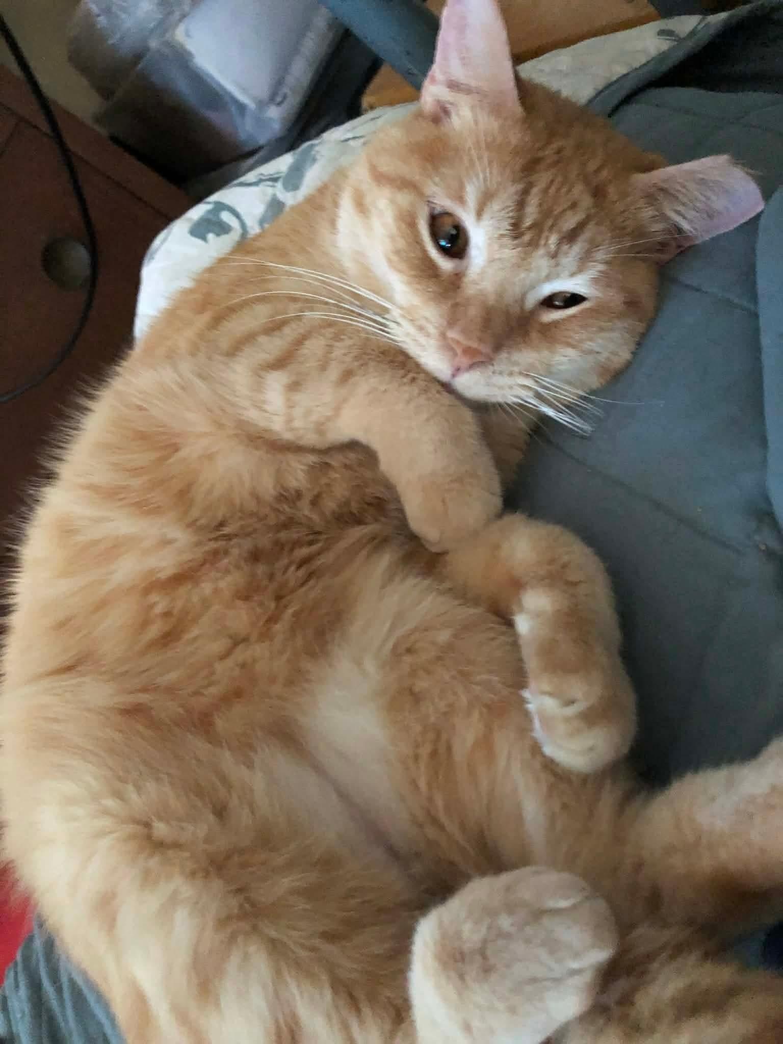 Enlarge Charlie, a Adoptable Domestic Short Hair in Quincy, OH image 3/4