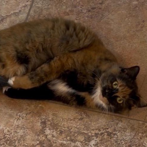 Enlarge Gambi, a ADOPTABLE Tortoiseshell in west Warwick, RI image 3/4