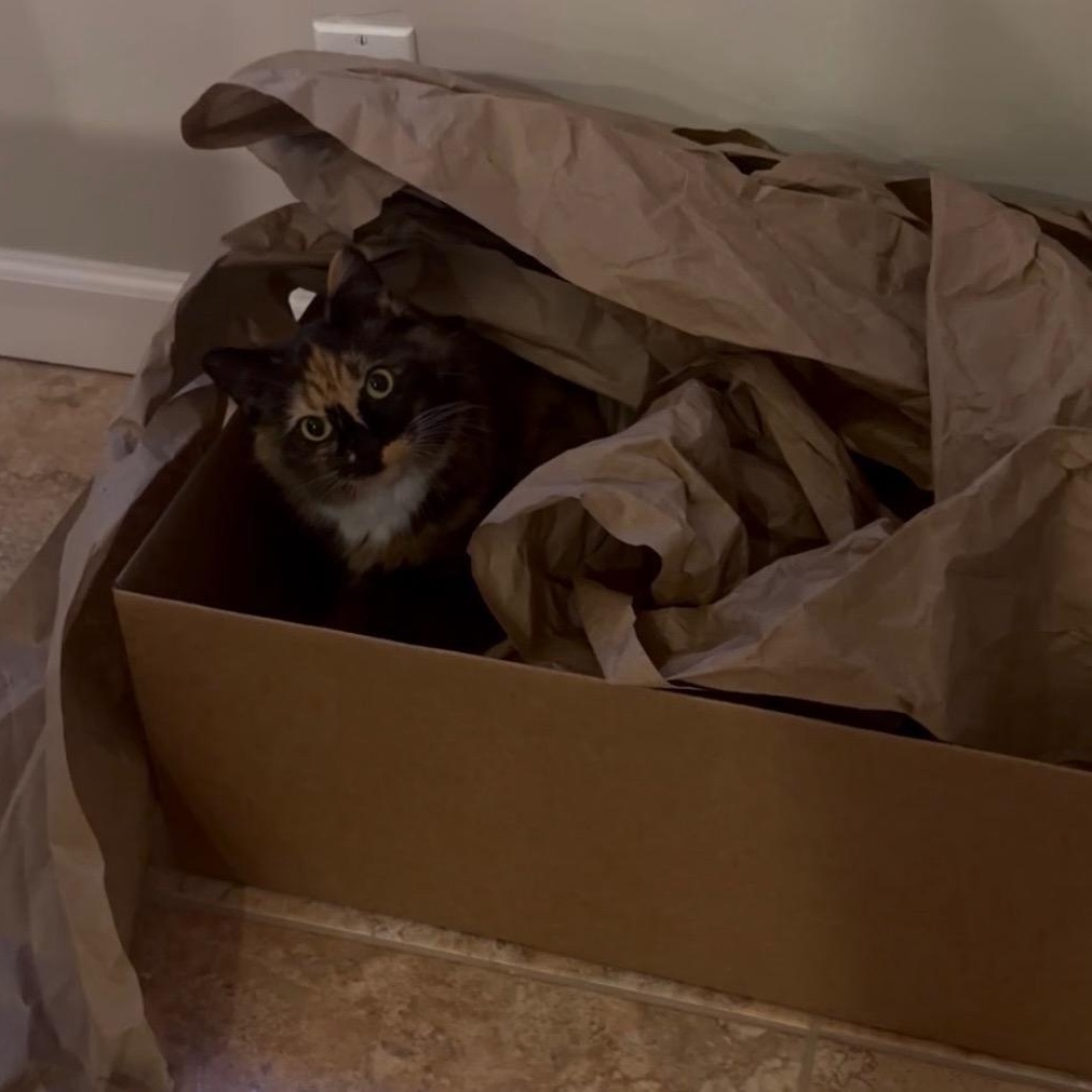 Enlarge Gambi, a ADOPTABLE Tortoiseshell in west Warwick, RI image 4/4