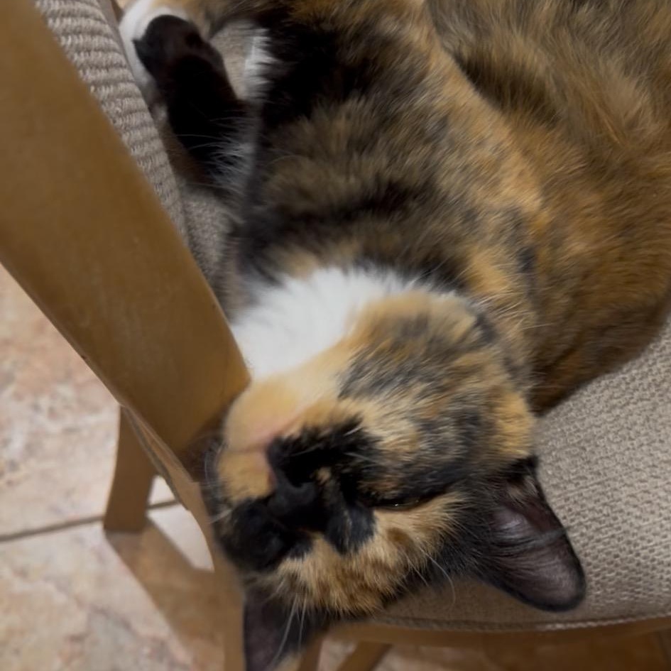 Enlarge Gambi, a ADOPTABLE Tortoiseshell in west Warwick, RI image 2/4