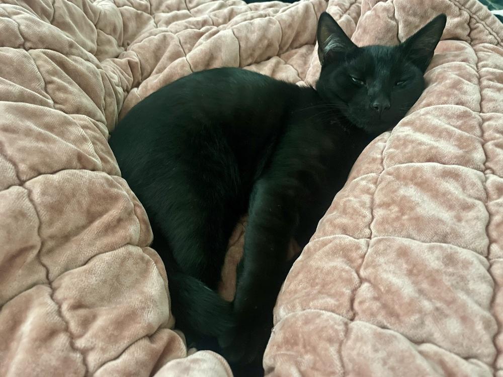 Uno, Adoptable, Young Male Domestic Short Hair.