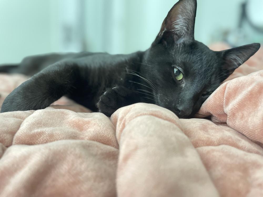 Uno, a Adoptable Domestic Short Hair in Saint Augustine, FL image 2/4