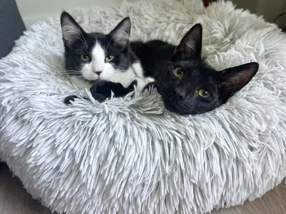 Uno, a Adoptable Domestic Short Hair in Saint Augustine, FL image 3/4