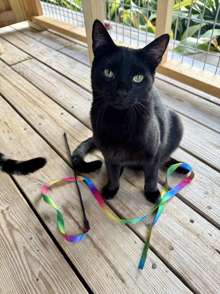 Enlarge Uno, a Adoptable Domestic Short Hair in Saint Augustine, FL image 1/6