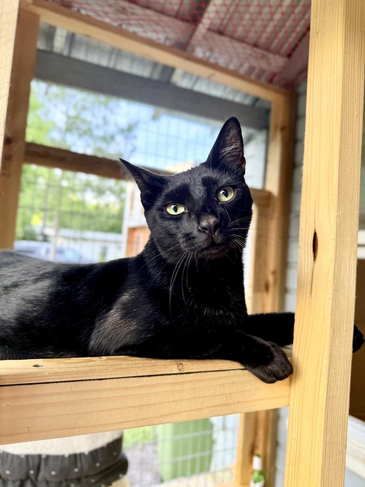 Uno, Adoptable, Young Male Domestic Short Hair.