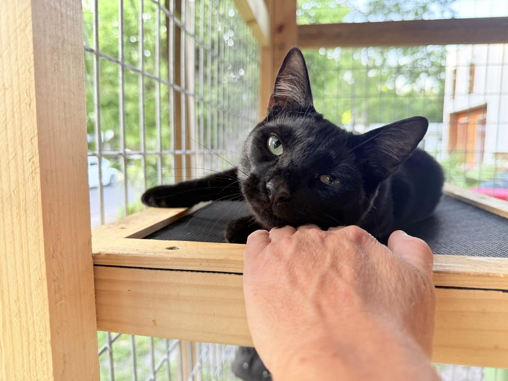 Enlarge Uno, a Adoptable Domestic Short Hair in Saint Augustine, FL image 4/6