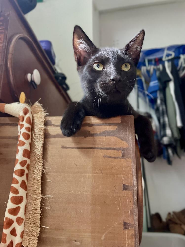 Uno, a Adoptable Domestic Short Hair in Saint Augustine, FL image 4/4