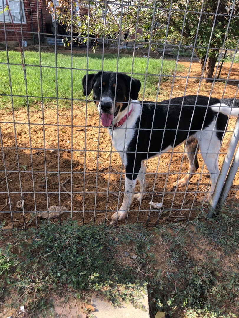 Tucker, a Adoptable mixed breed in Haslet, TX image 1/2