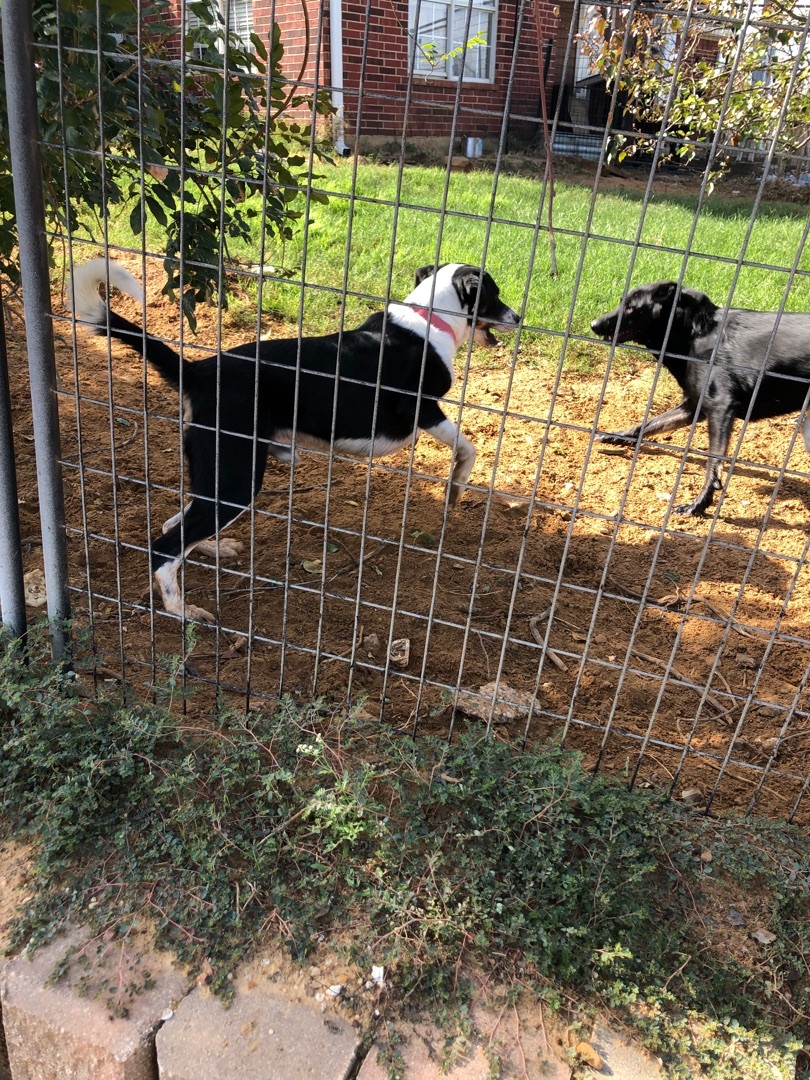 Tucker, a Adoptable mixed breed in Haslet, TX image 2/2