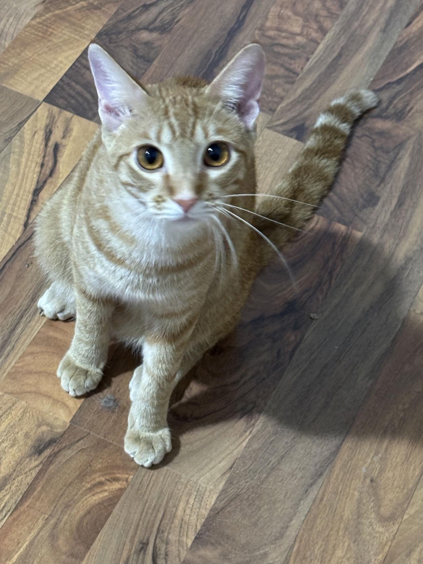 Nemo, a Adoptable mixed breed in Elk River, MN image 2/3