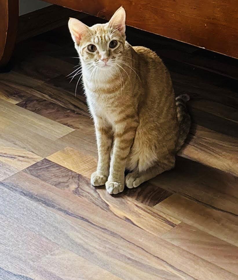 Nemo, a Adoptable mixed breed in Elk River, MN image 3/3