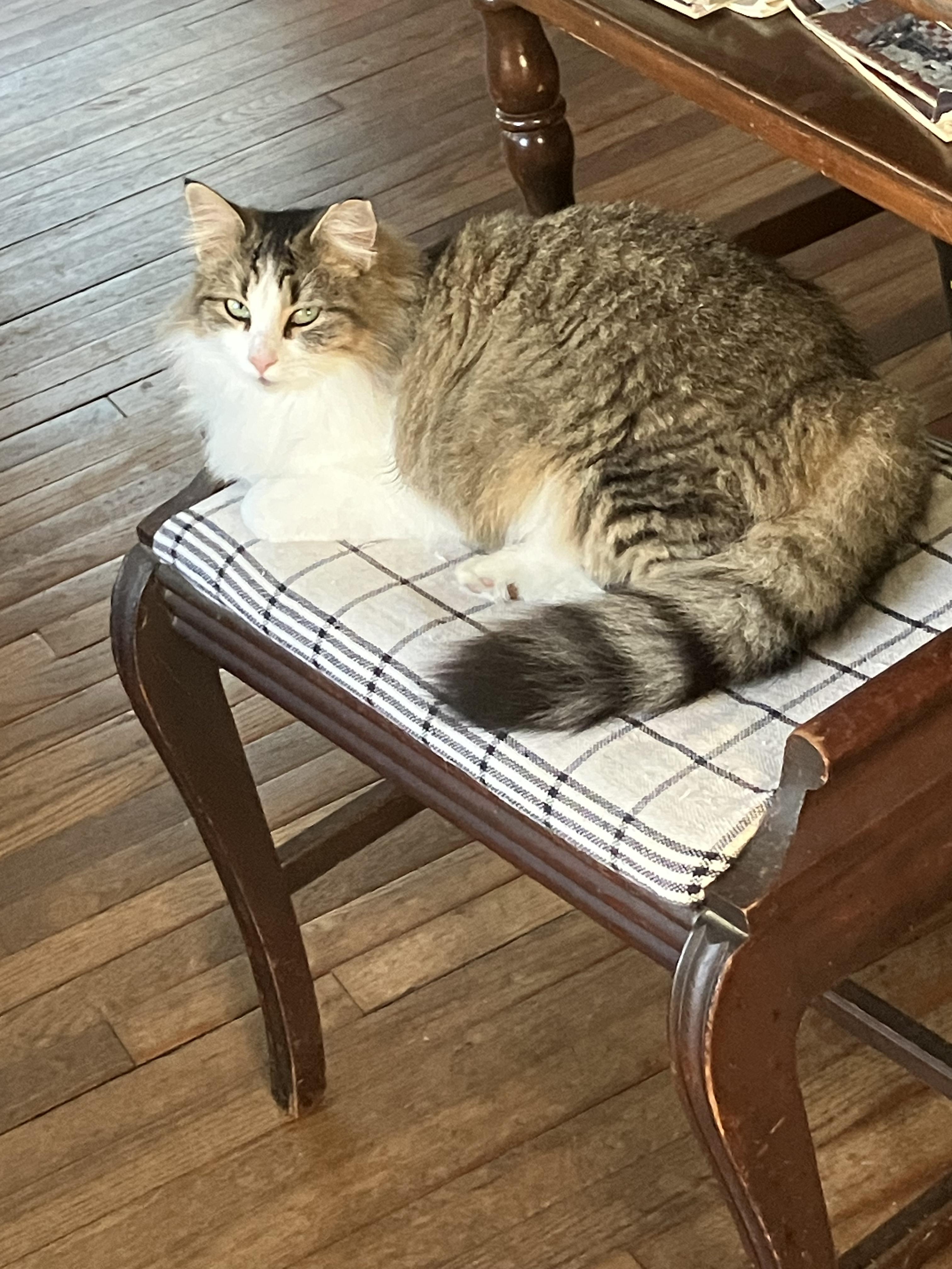 Enlarge Lilly, a Adoptable mixed breed in New Orleans, LA image 6/6