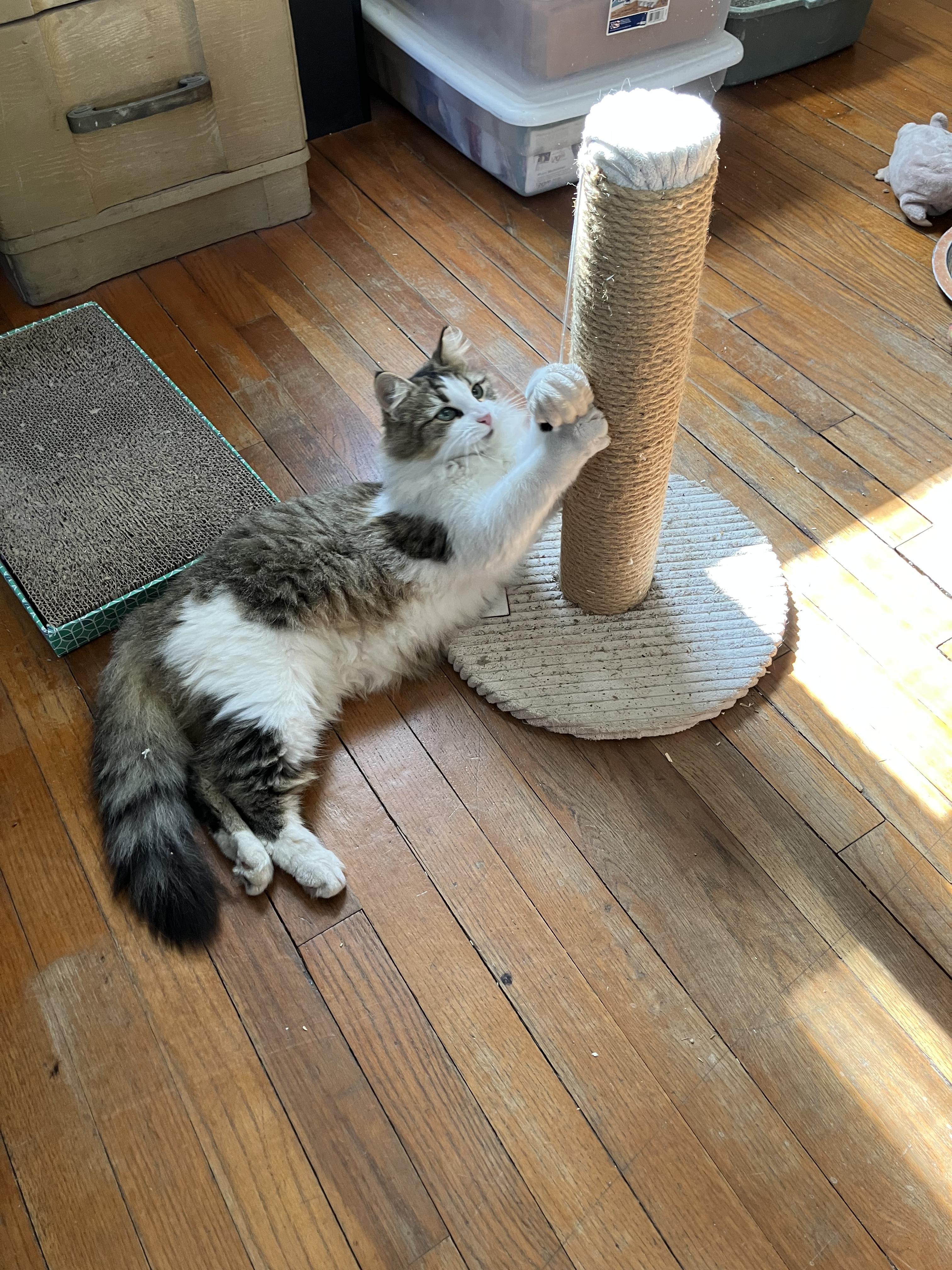 Enlarge Lilly, a Adoptable mixed breed in New Orleans, LA image 2/6