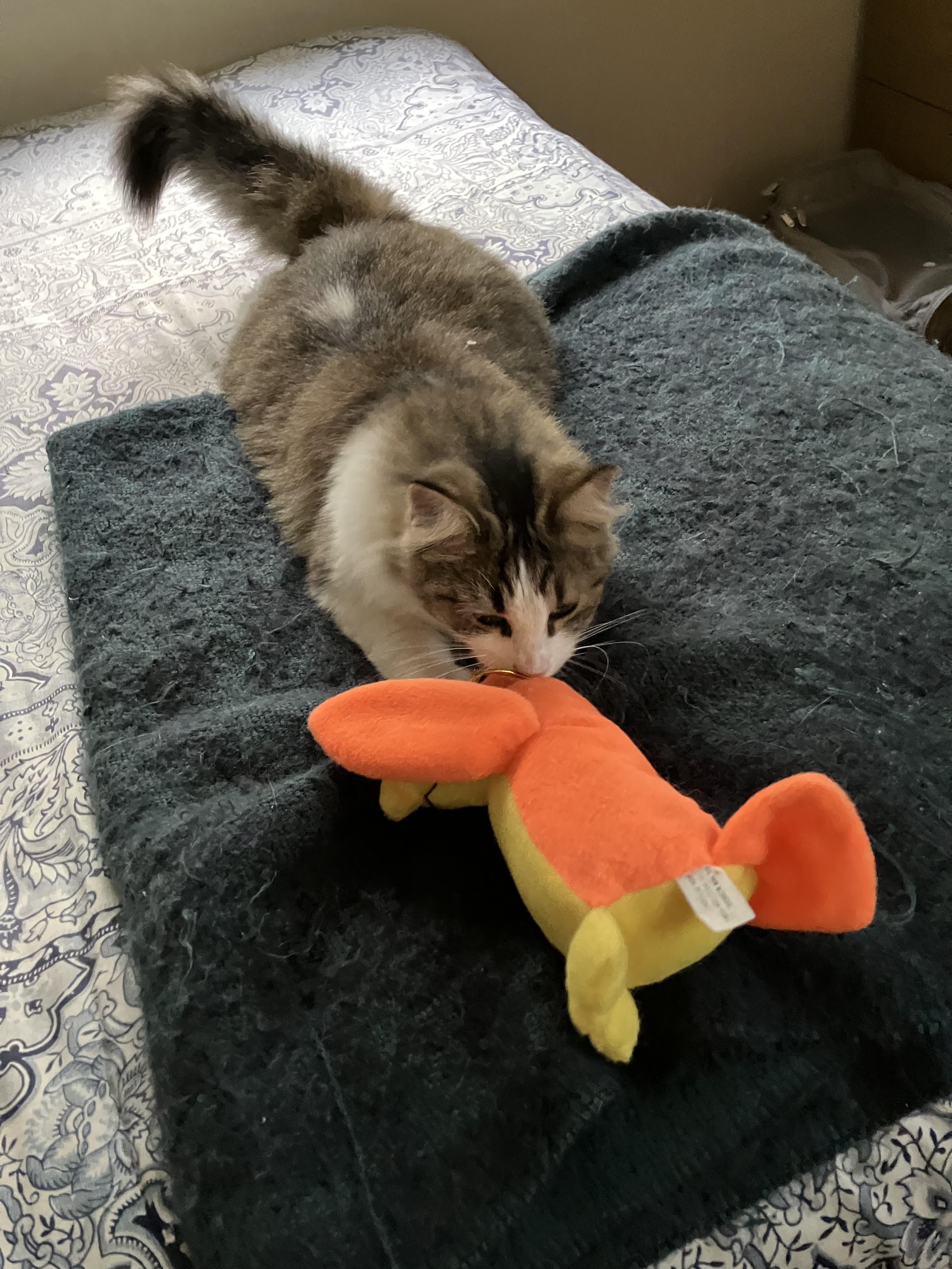 Enlarge Lilly, a Adoptable mixed breed in New Orleans, LA image 4/6