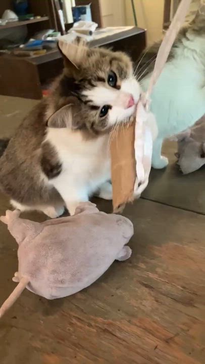 Enlarge Lilly, a Adoptable mixed breed in New Orleans, LA video 3/6