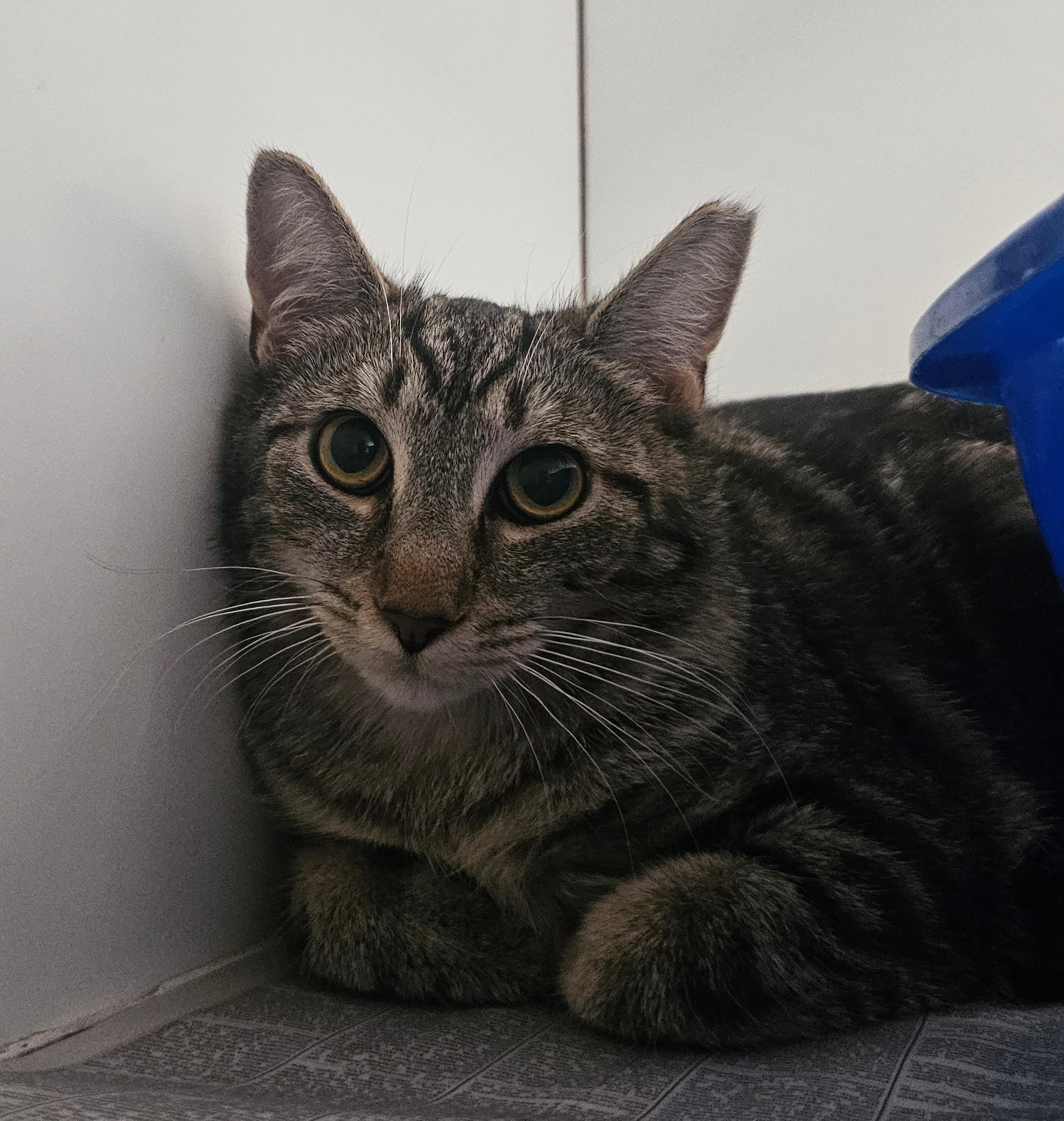 Enlarge Veronica Vaughn, a ADOPTABLE Domestic Short Hair in Norwalk, CT image 2/2